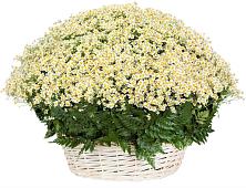 Цветочная композиция из Ромашки в корзине #REPLACE_PRED# Любаново